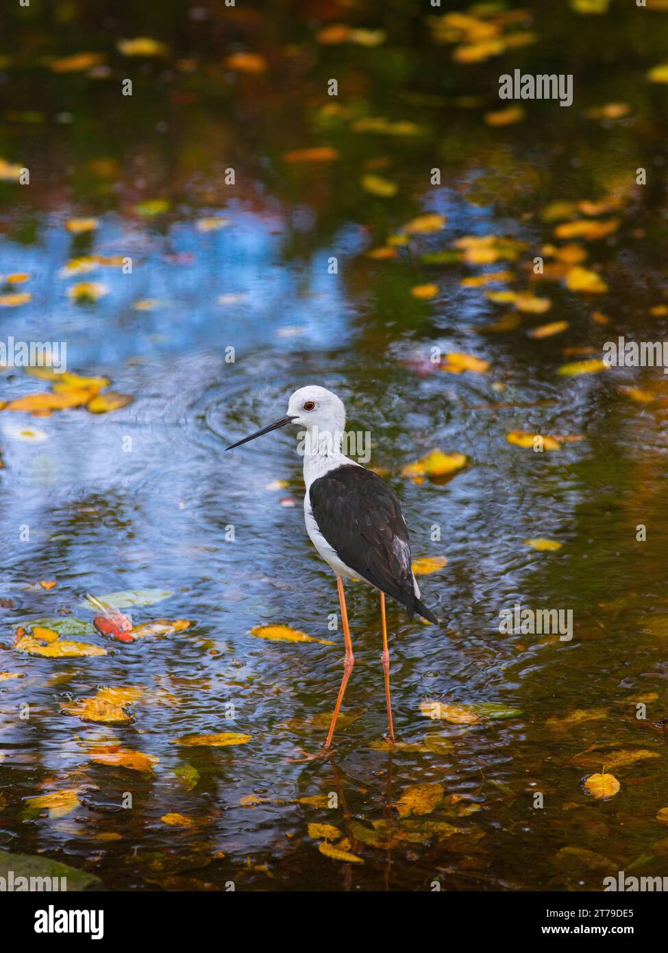 Avocet variegata - Recurvirostra sconvolta in piedi in acqua in autunno Foto Stock