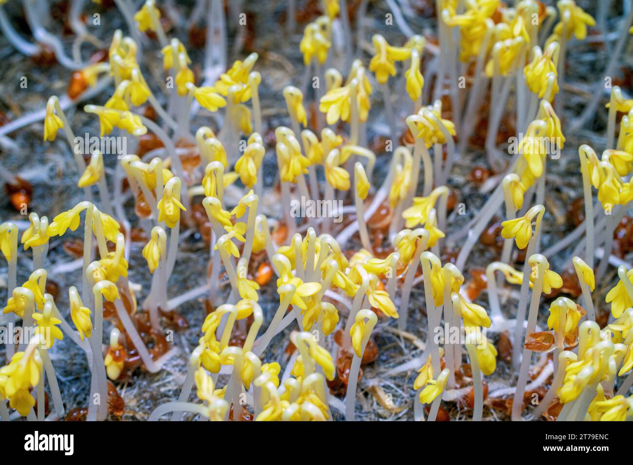 Germogli di pianta insalata Mizuna Cresti, rapa rucola di Radish come elemento nutrizione sana, macro primo piano. Foto Stock