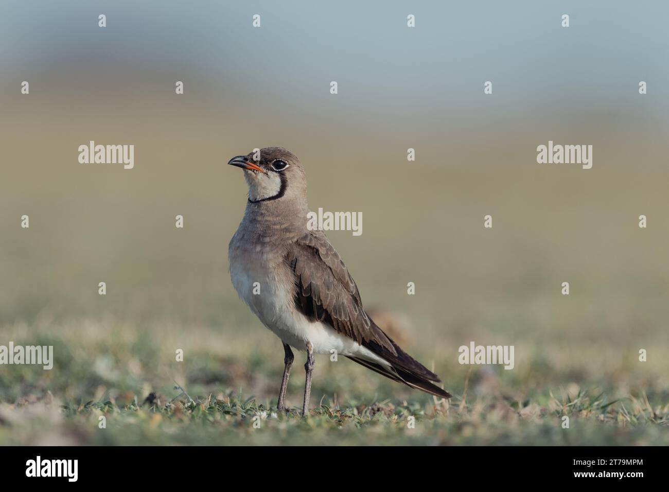 Pratincole orientale uccello Foto Stock