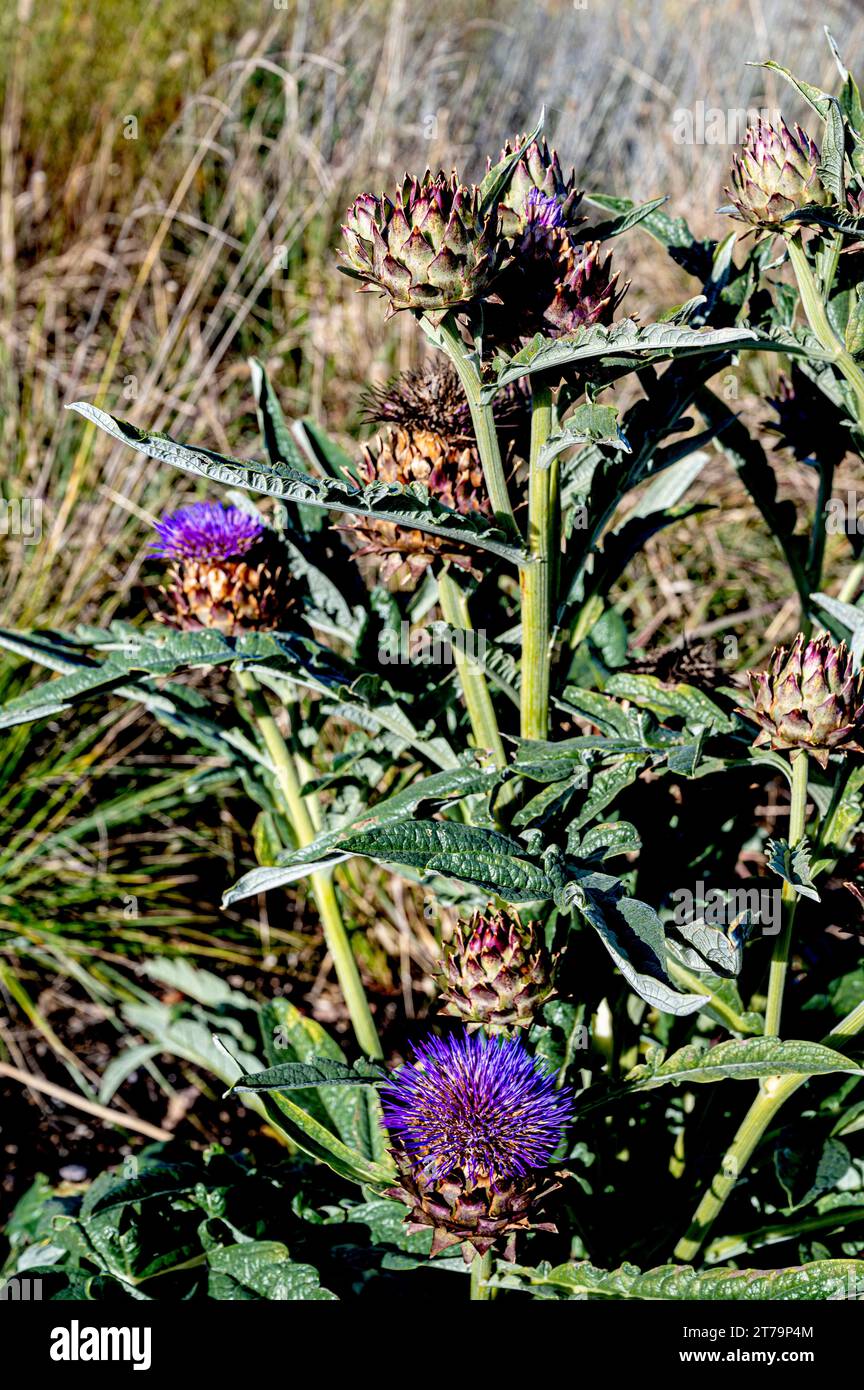Cynara, Porto Cardoon, Cardunculus, senza spina dorsale, Carciofo Purple Globe Foto Stock