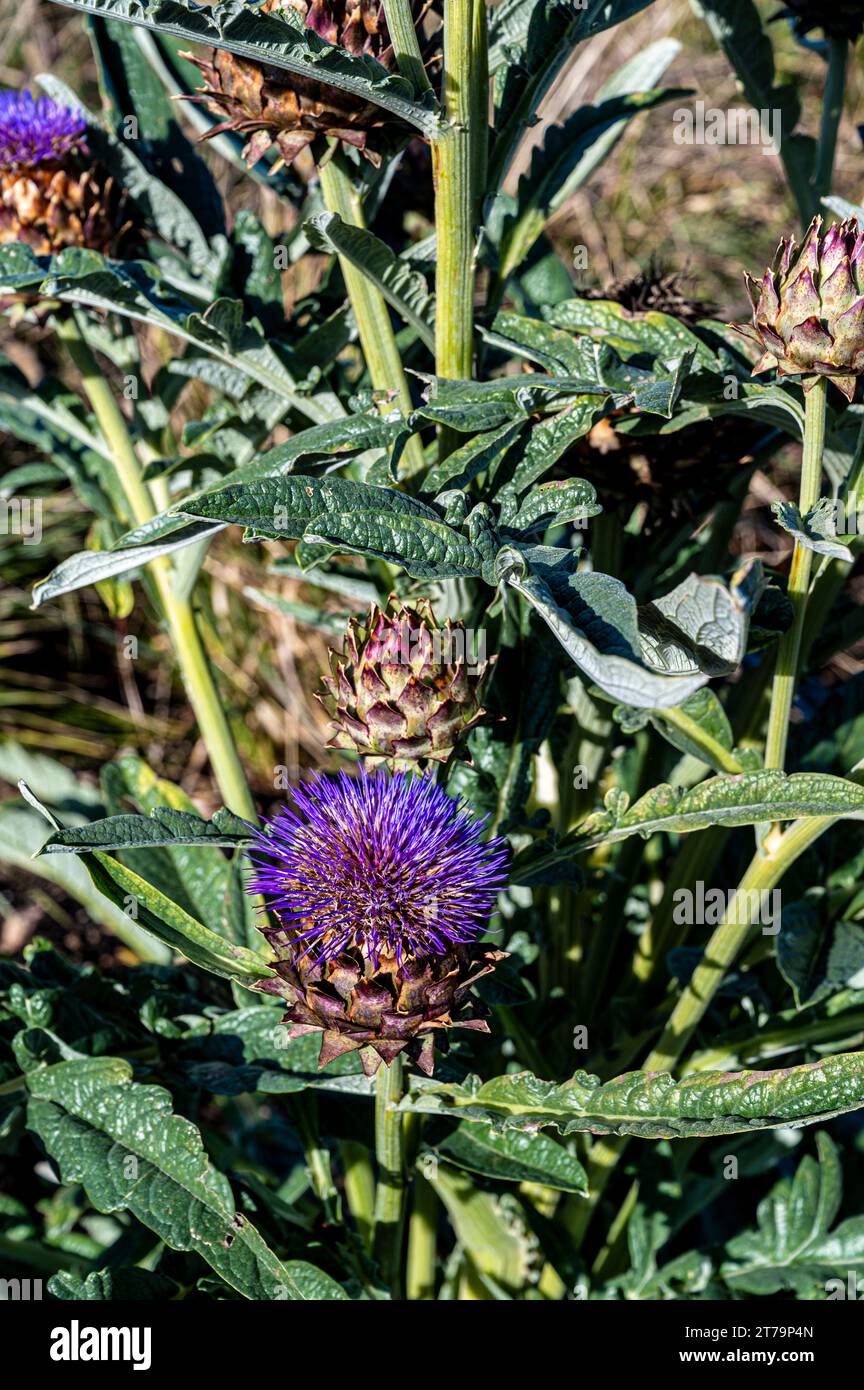 Cynara, Porto Cardoon, Cardunculus, senza spina dorsale, Carciofo Purple Globe Foto Stock