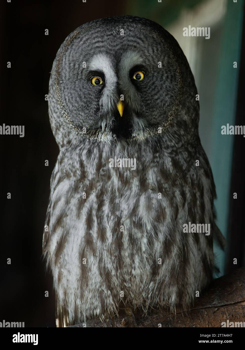 Ritratto grande gufo grigio (Strix nebulosa), noto anche come grande gufo grigio Foto Stock