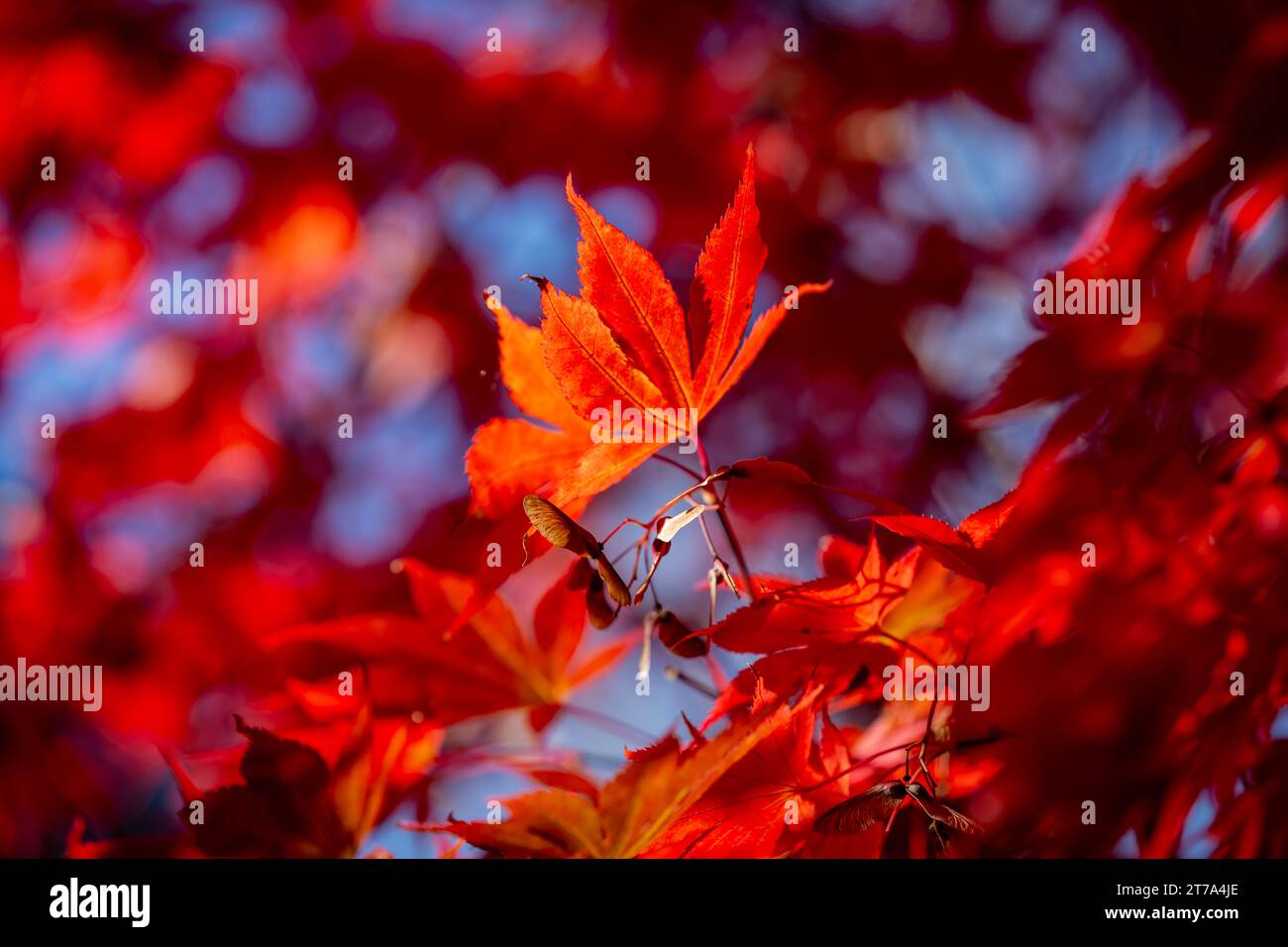 Un primo piano di vivaci foglie d'acero in autunno Foto Stock
