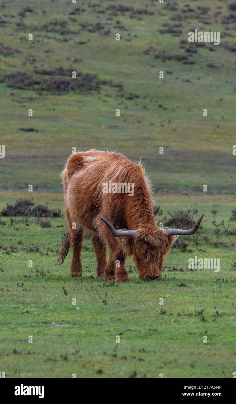 Vedute e passeggiate intorno alla nuova foresta di brockenhurst hampshire attive60 animali utilizzabili e all'aperto in autunno pascolo del bestiame nelle Highland Foto Stock