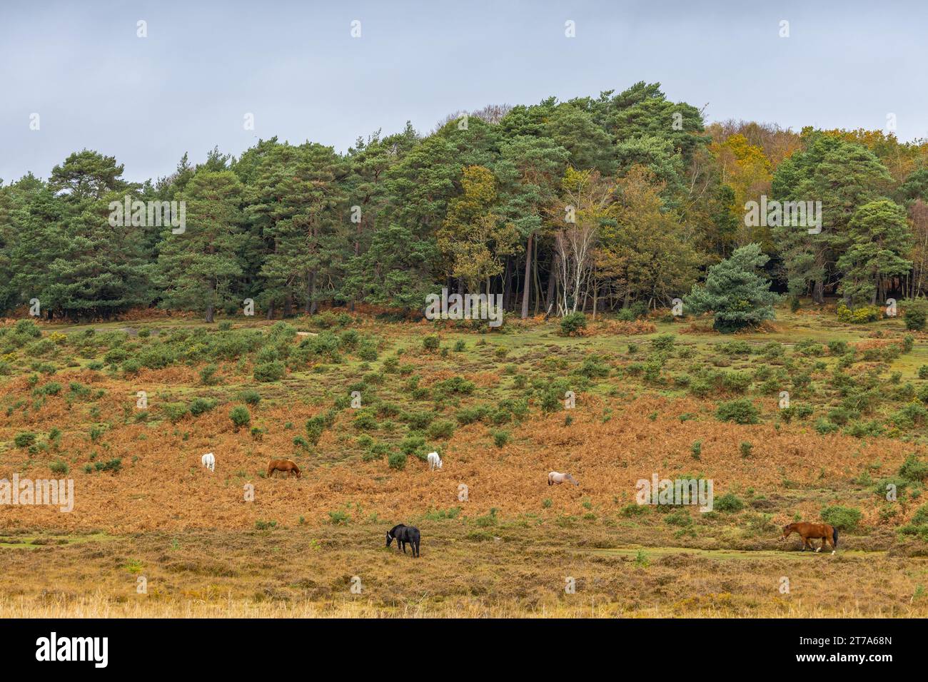 Vedute e passeggiate intorno alla nuova foresta di brockenhurst hampshire attive60 animali utilizzabili e all'aperto in autunno pony libertà pascolare vagare Foto Stock