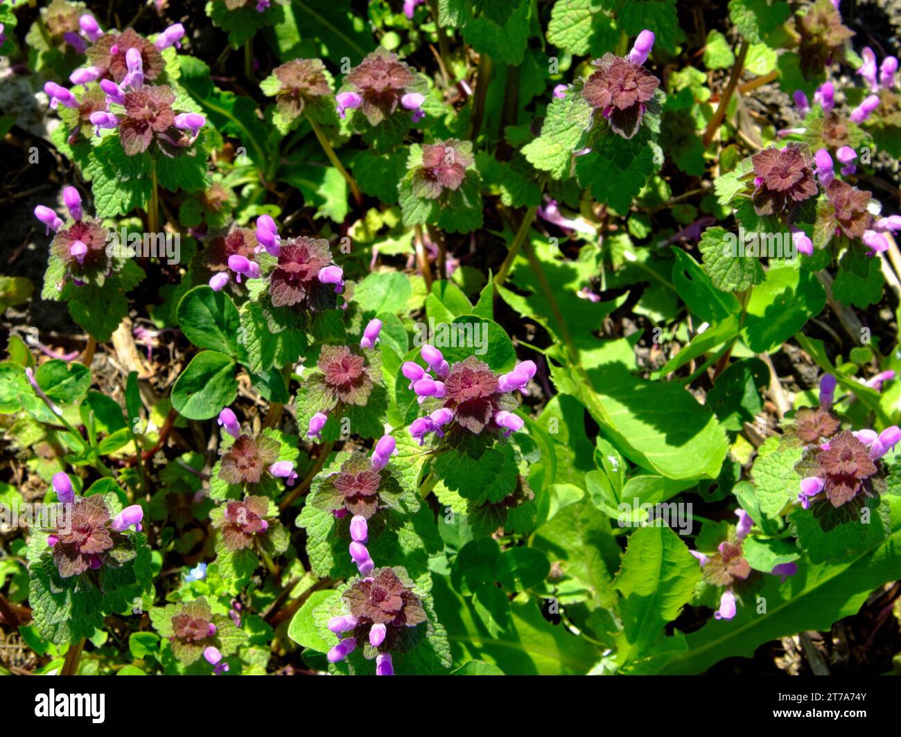 Fiori viola con foglie verdi che crescono in un giardino. I fiori sono piccoli e delicati. Piccoli fiori di ortica. Addensa l'ortica morta Foto Stock