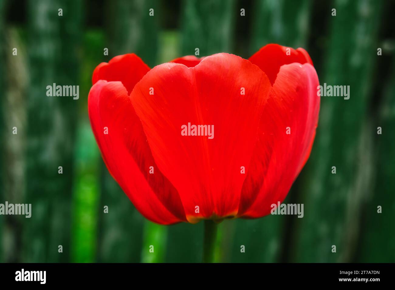 Foto ravvicinata di un tulipano rosso con sfondo verde. Foto Stock