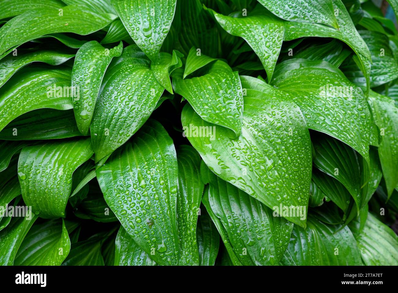 Una foto ravvicinata di foglie verdi coperte di gocce d'acqua. Gocce di rugiada su una foglia verde. Fogliame bagnato come sfondo. Foto Stock