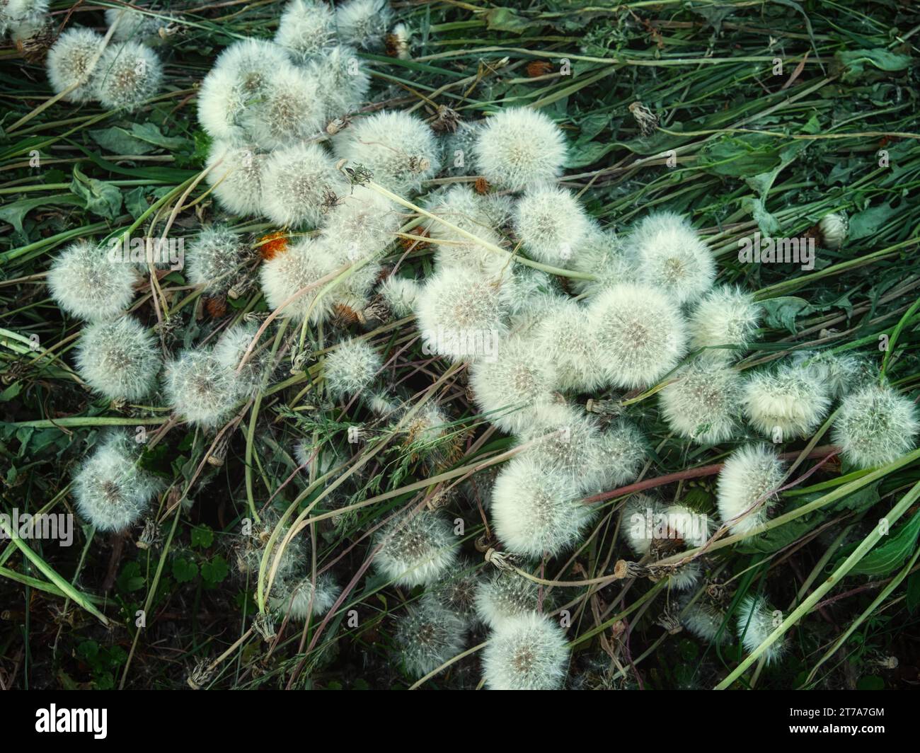 Un gruppo di teste di semi di tarassio in un campo d'erba. Molti dandelions da campo. Impianti falciati. Foto Stock