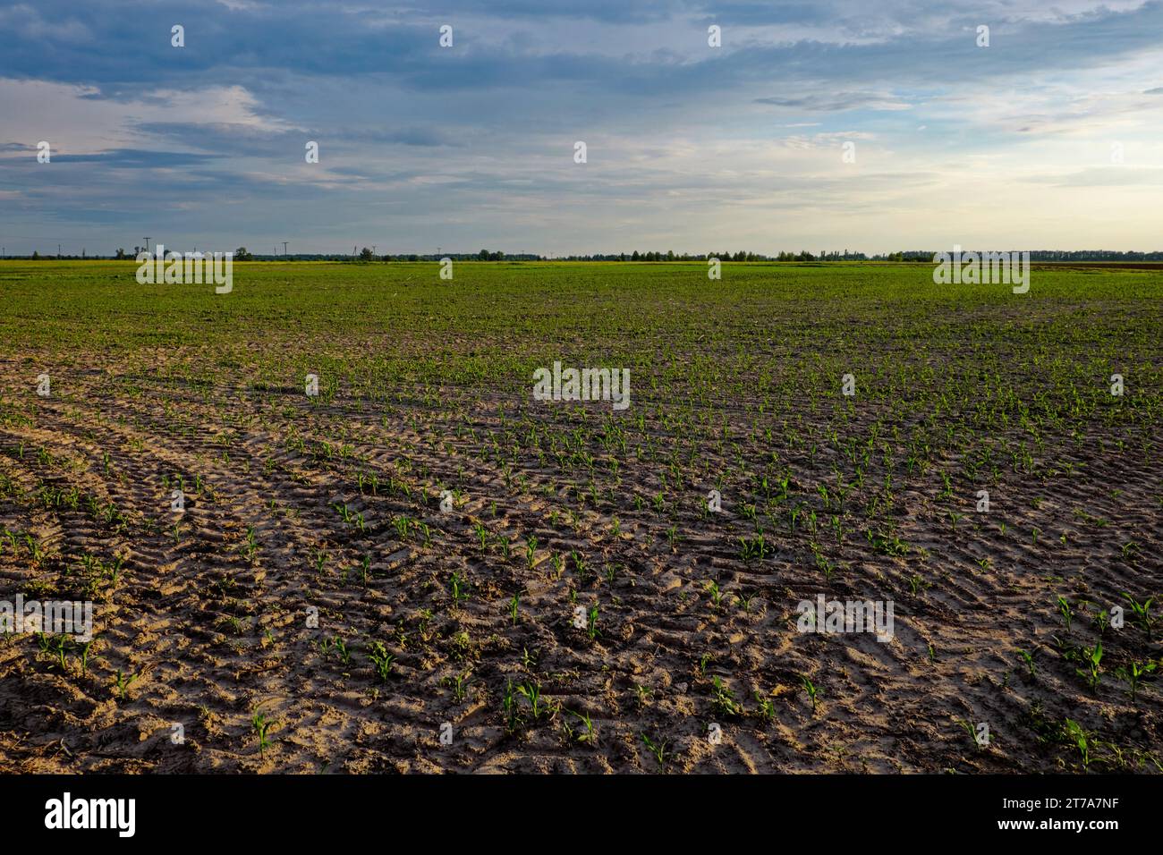 Un campo con piante giovani che crescono in file sotto un cielo nuvoloso. Un campo agricolo seminato con mais. Germogli di mais nel campo. Paesaggio serale. Foto Stock