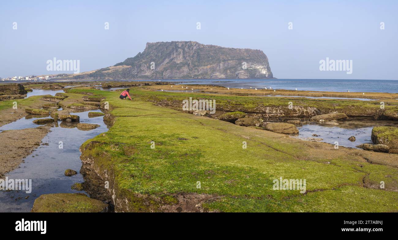 Jeju Island Corea del Sud, paesaggio naturale a Seongsan Ilchulbong Foto Stock