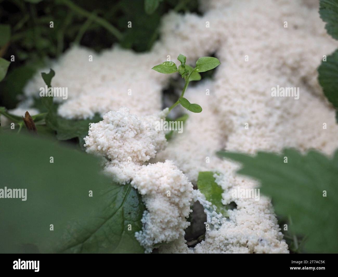 Muffa Brefeldia maxima Foto Stock