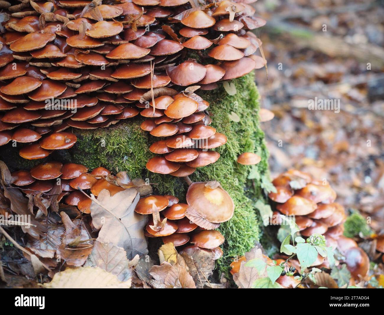 Fungo con piede di velluto (Flammulina Velutipes, Physalacriaceae) Foto Stock