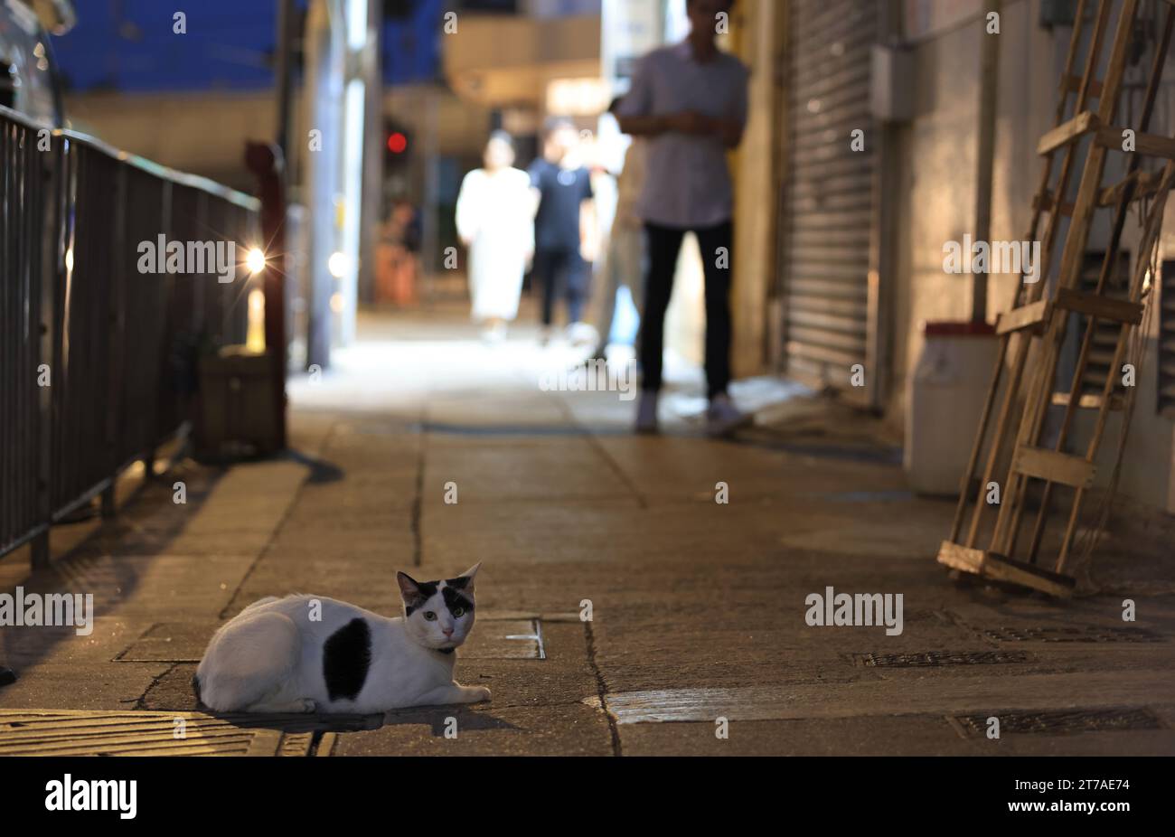 Gatto bicolore sdraiato per strada di notte con condizioni di scarsa illuminazione, si suppone che sia un gatto Bodega, la posizione è sheung wan, Hong Kong Foto Stock