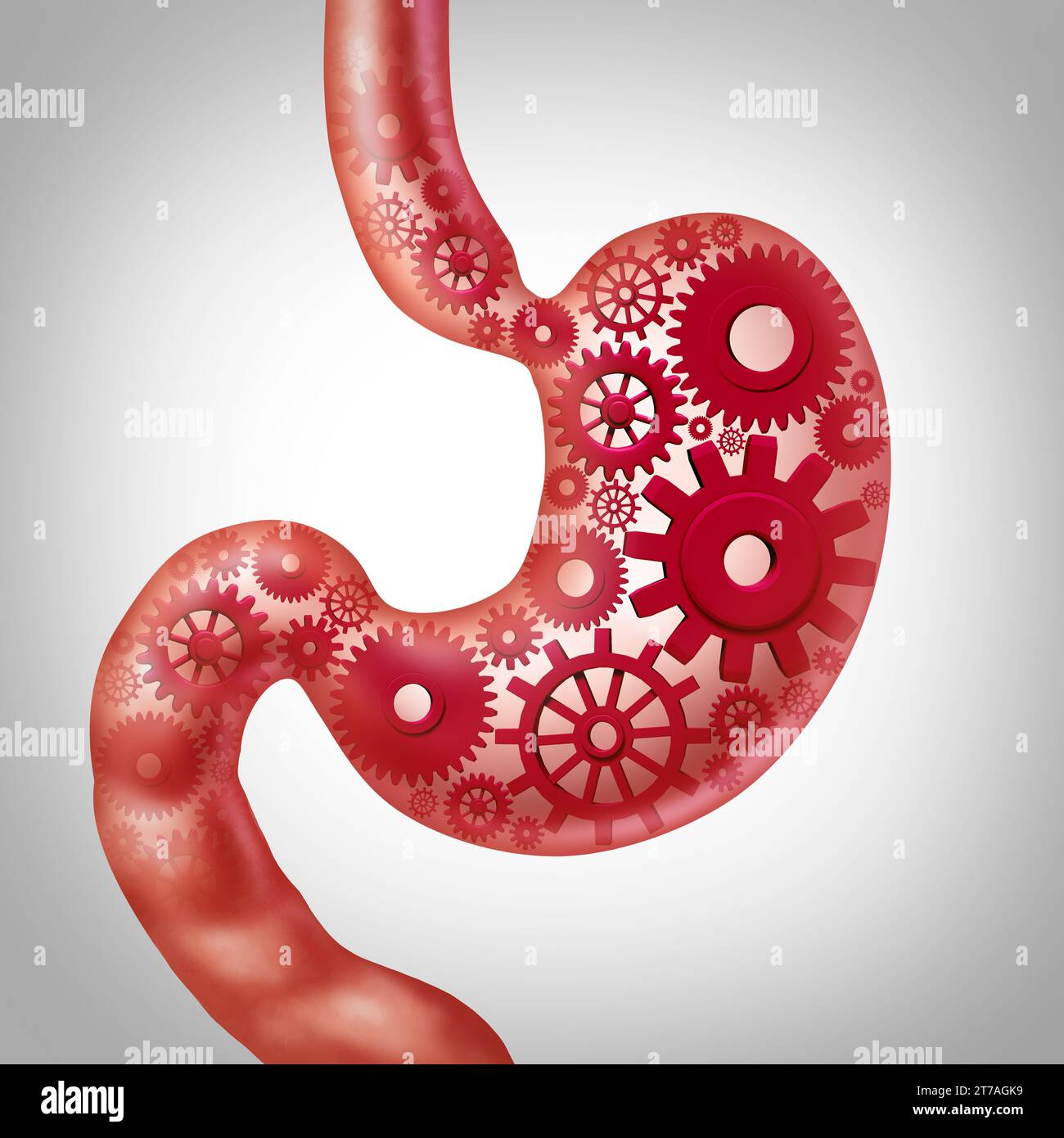 Metabolismo umano e digestione alimentare funzione o digestione nutrizione come uno stomaco che rappresenta la salute gastrointestinale o processo digestivo. Foto Stock