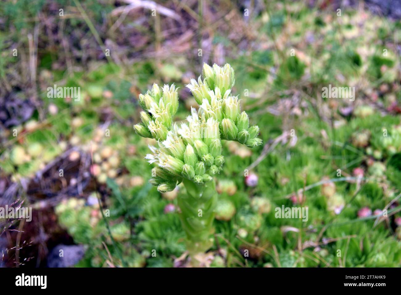 Fiori di gallina e pulcini rotanti, Sempervivum globiferum o Jovibarba globifera Foto Stock