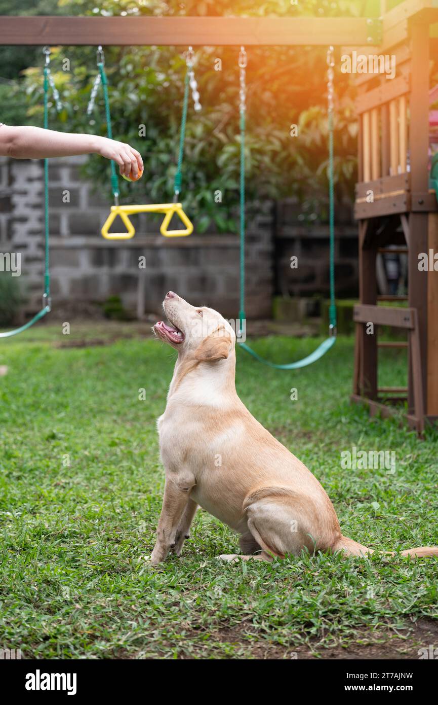 L'istruttore di cani dà il comando di sedere il cane marrone labrador Foto Stock