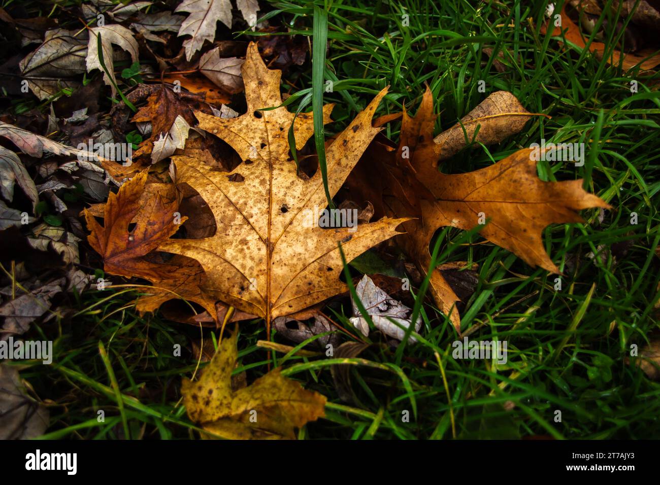 Foglie marroni cadono nell'erba. Foto Stock