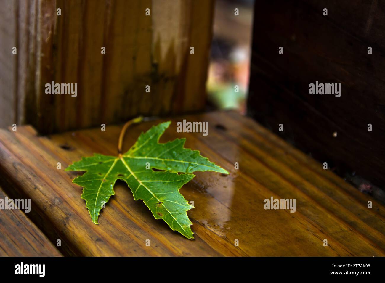 Foglia d'acero verde su tavola in legno. Foto Stock