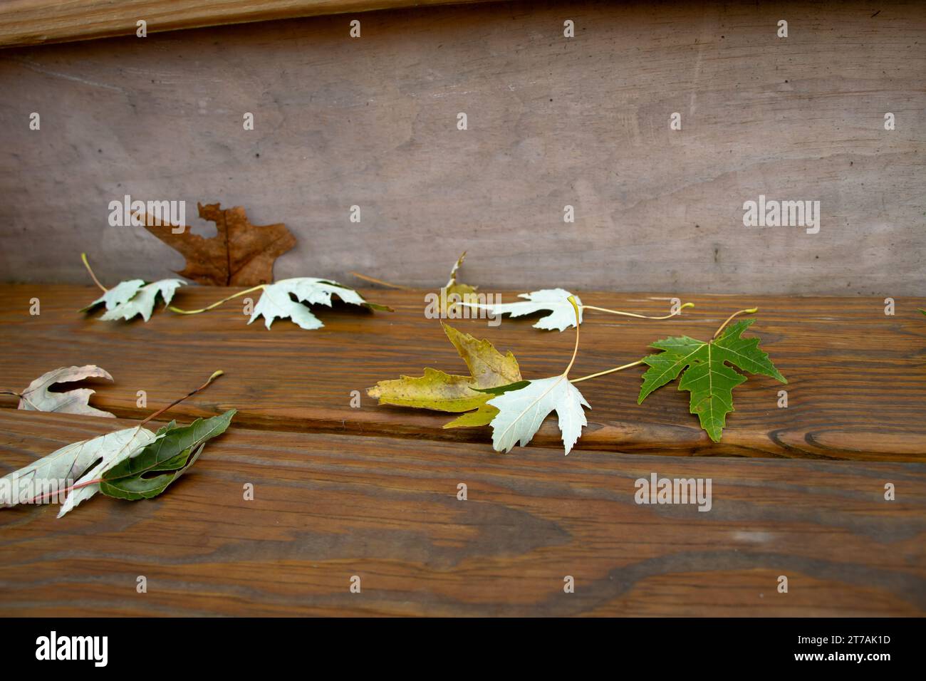 Foglie su tavole di legno. Foto Stock