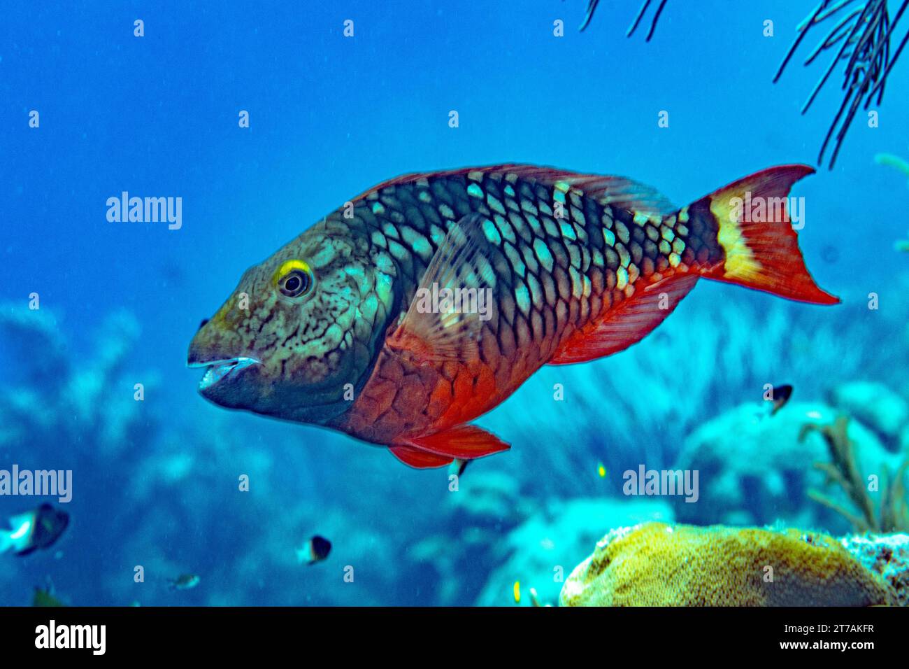 Sosta al pesce pappagallo sulla barriera corallina di Bonaire Foto Stock