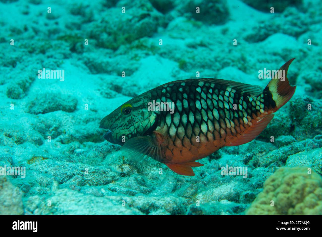 Sosta al pesce pappagallo sulla barriera corallina di Bonaire Foto Stock