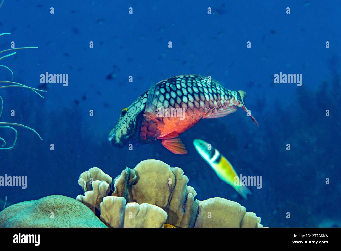 Sosta al pesce pappagallo sulla barriera corallina di Bonaire Foto Stock