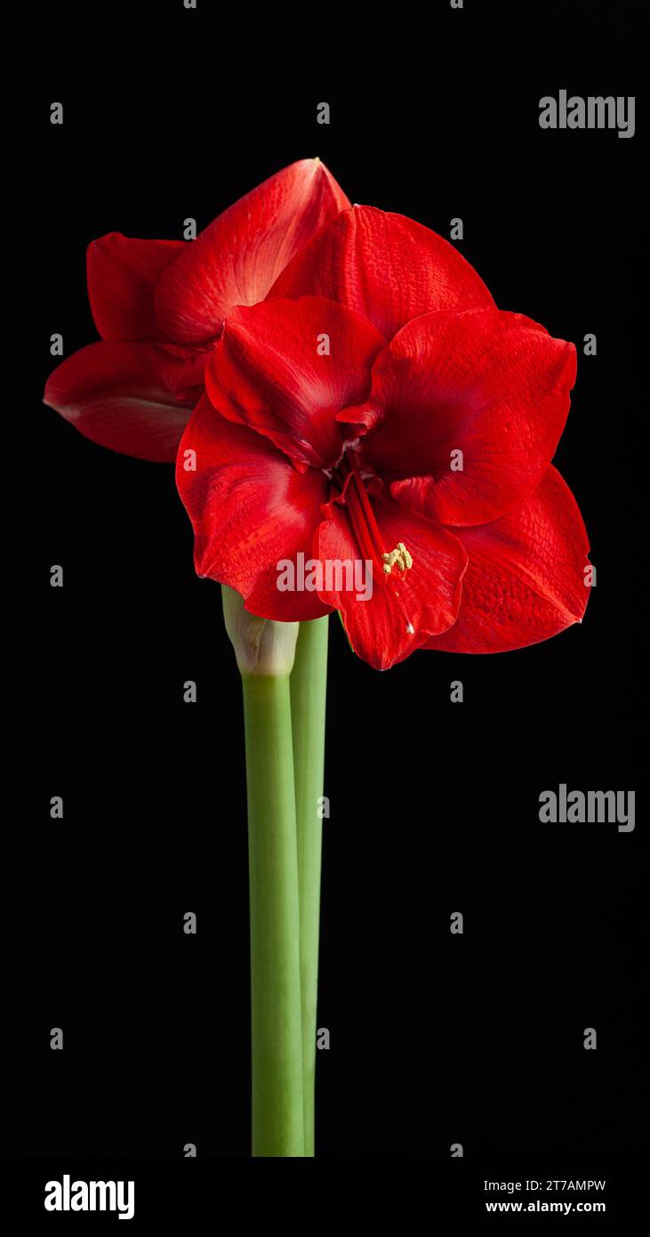 Rosso inverno natale fiore amaryllis buon Natale su sfondo nero Foto Stock