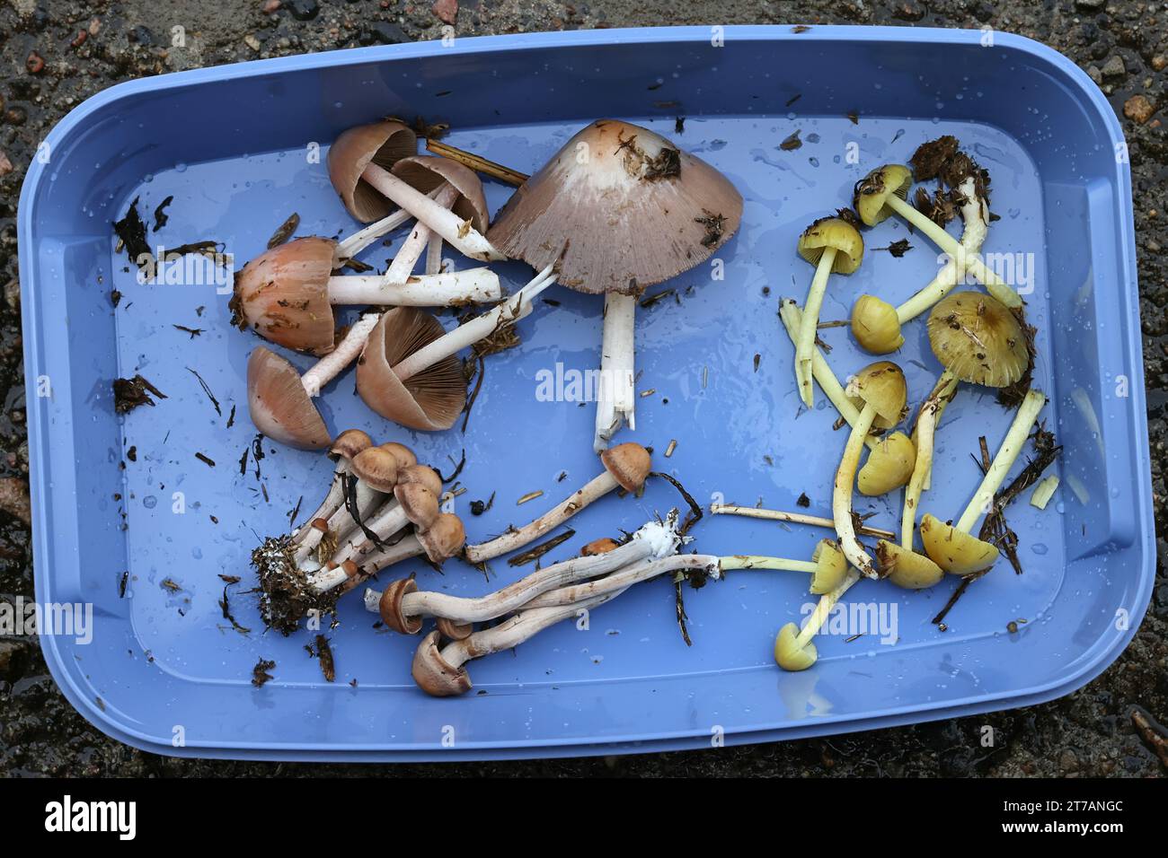 Bolbitius coprophilus (sinistra in alto), Panaelous cinctulus (sinistra in basso) e Bolbitius titubans (destra), funghi che crescono su letame di cavallo in Finlandia Foto Stock