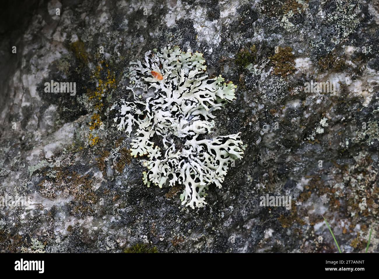 Hypogymnia vittata, un lichene monaco-cappuccio che cresce sulla superficie rocciosa in Finlandia, senza nome inglese comune Foto Stock