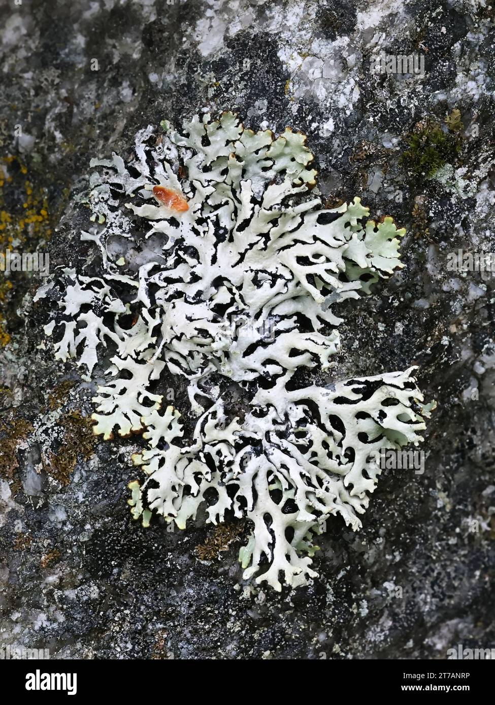Hypogymnia vittata, un lichene monaco-cappuccio che cresce sulla superficie rocciosa in Finlandia, senza nome inglese comune Foto Stock