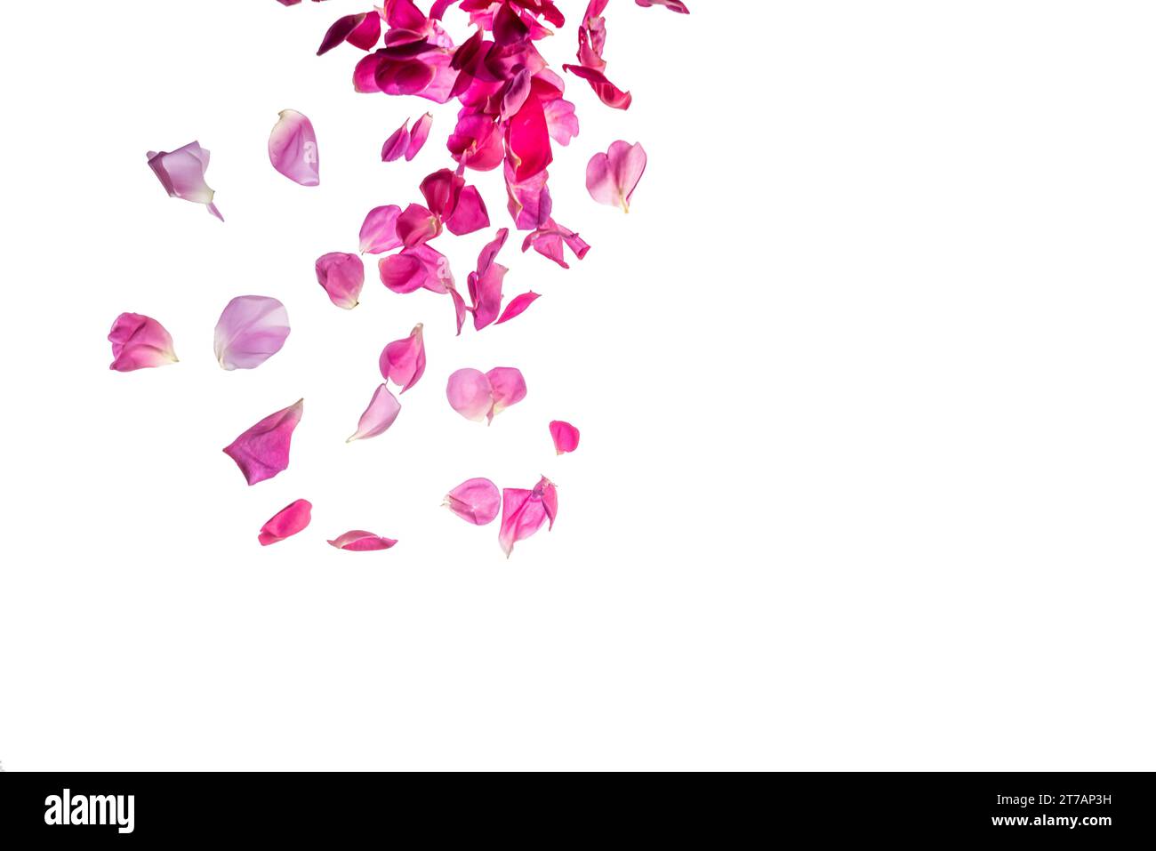 Petali rosa profondi che cadono dall'alto, isolati su bianco con percorso di ritaglio, spazio per copiare Foto Stock