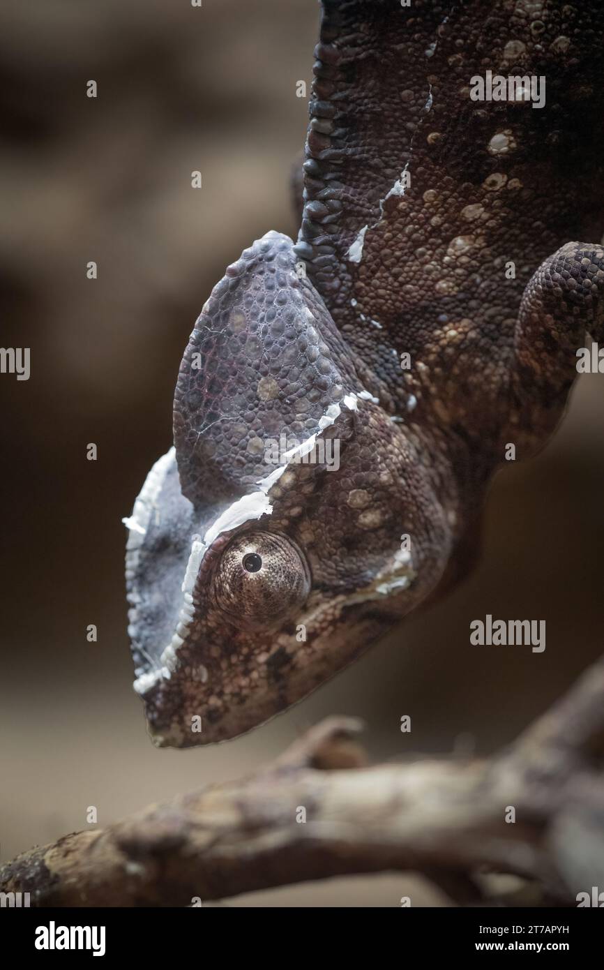 Un ritratto molto ravvicinato di un camaleonte gigante malgascio. Sta puntando verso il basso e mostra solo la testa. Il suo occhio sta fissando la telecamera Foto Stock