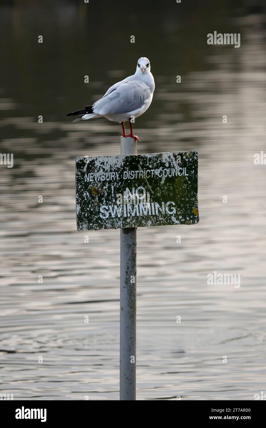 Un gabbiano dalla testa nera è appollaiato sopra un cartello del consiglio che indica di non nuotare. Il cartello è posizionato nel lago e il gabbiano sta guardando la telecamera. Foto Stock
