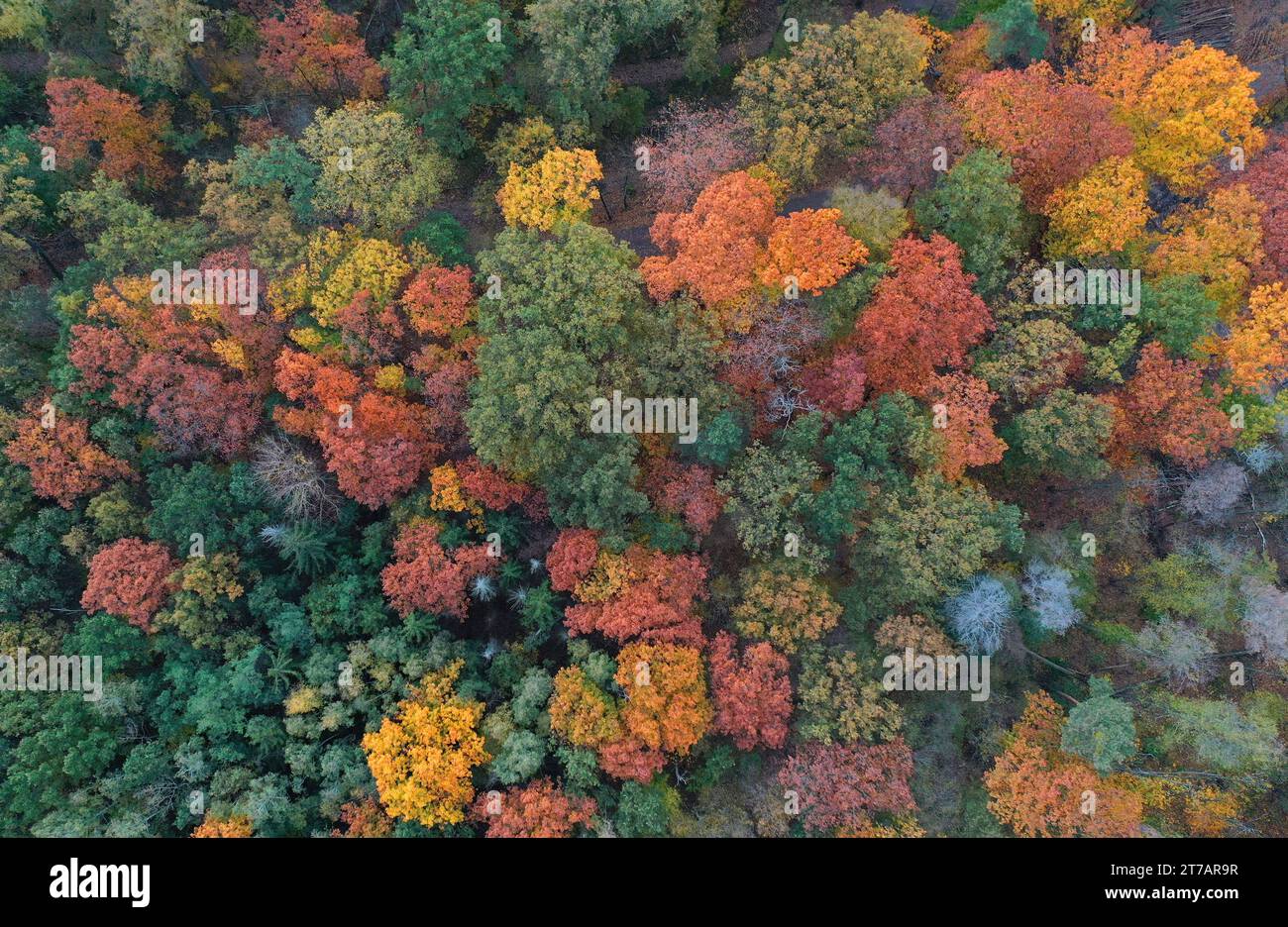 06.11.2023/Sachsen Anhalt Sachsen-Anhalt Halle Dölauer Heide Herbstlaub bunte Blätter Herbst Bäume färben buntes Laubbäume Wald Herbstwald *** 06 11 2023 Sassonia Anhalt Sassonia Anhalt Halle Dölauer foglie autunnali foglie colorate alberi autunnali alberi decidui colorati foresta autunno foresta crediti: Imago/Alamy Live News Foto Stock