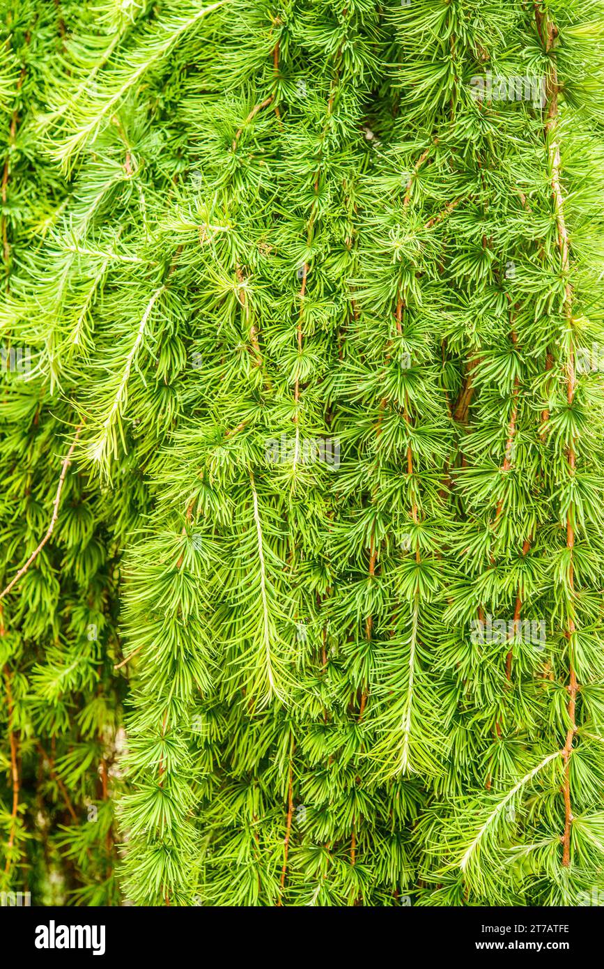 I larici sono conifere nel genere Larix, nella famiglia delle Pinaceae. Crescendo da 20 a 45 m di altezza, sono nativi di gran parte dell'emisfero settentrionale temperato più fresco Foto Stock