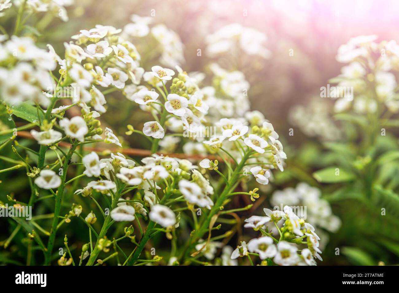 Lobularia maritima sin. Alyssum maritimum, nome comune Sweet alyssum o Sweet alison, comunemente chiamato anche alyssum è una specie di basso gr Foto Stock