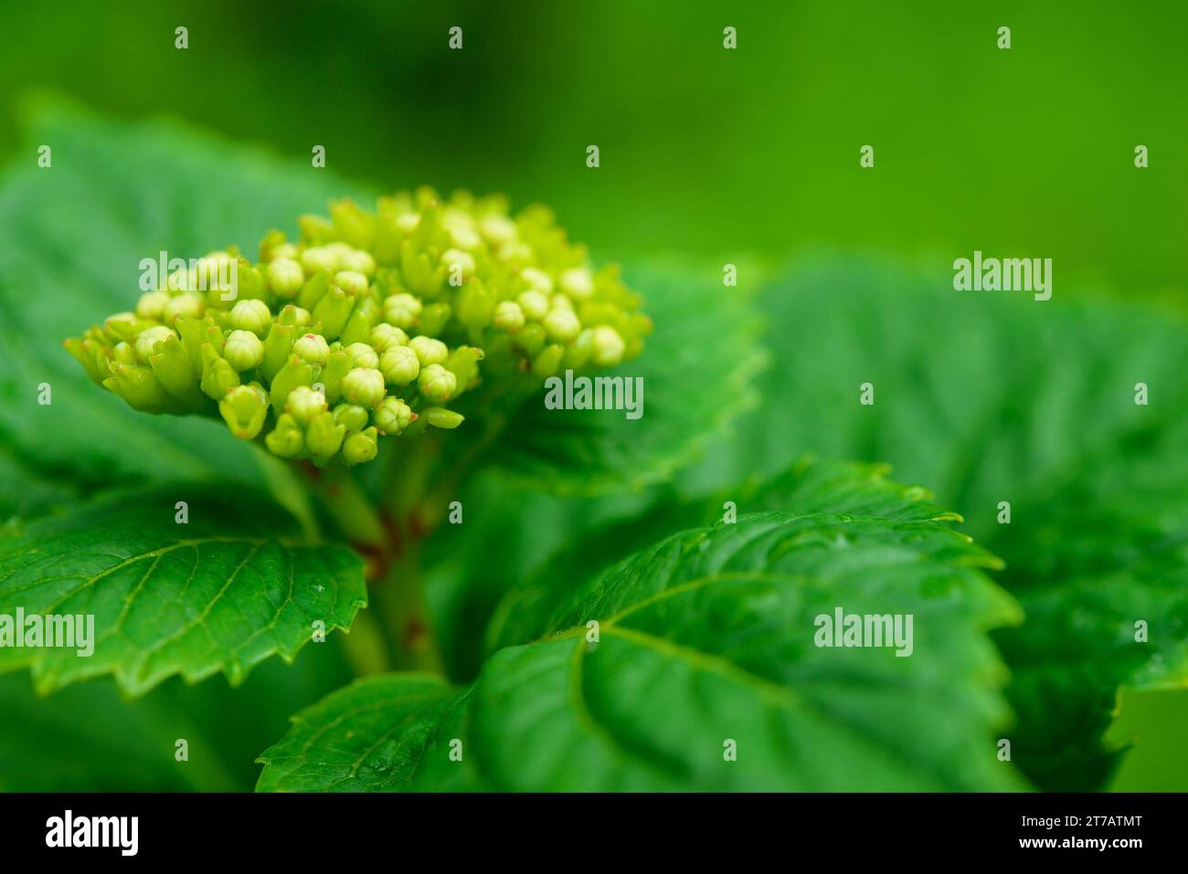 Spiraea vanhouttei all'inizio dell'estate prima della fioritura. Foto Stock