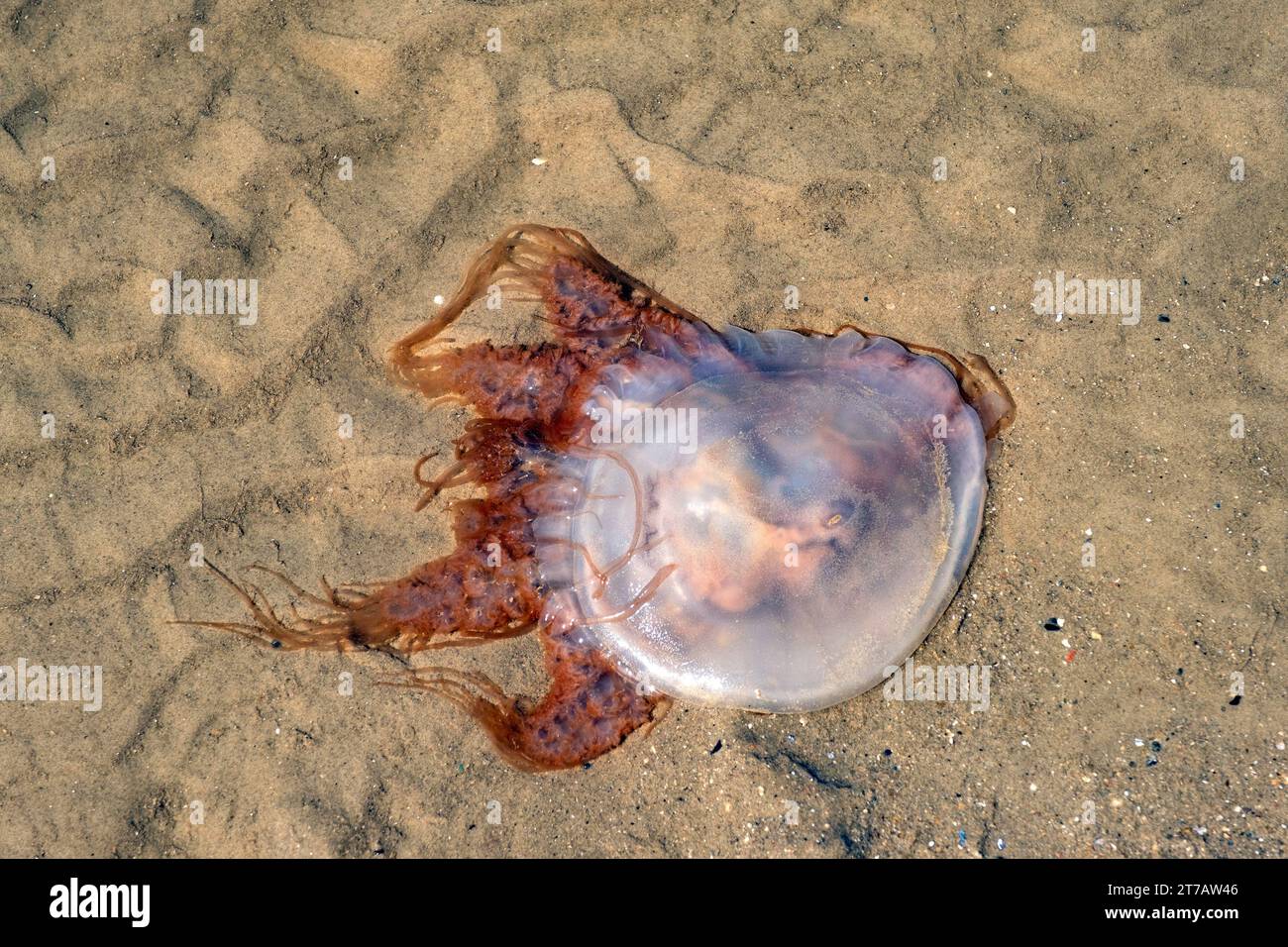 Meduse lavate a riva sulla spiaggia di Playa Honda, barrio di mare Capurro della città di Montevideo, Uruguay, Sud America Foto Stock