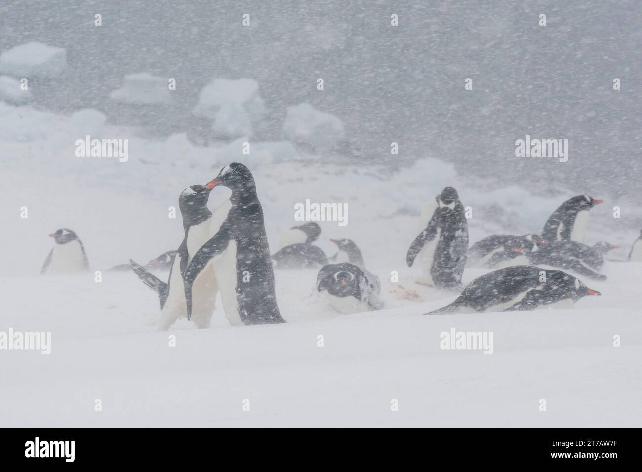 Colonia di pinguini Gentoo (Pygoscelis papua), Mikkelsen, Trinity Island, Antartide. Foto Stock