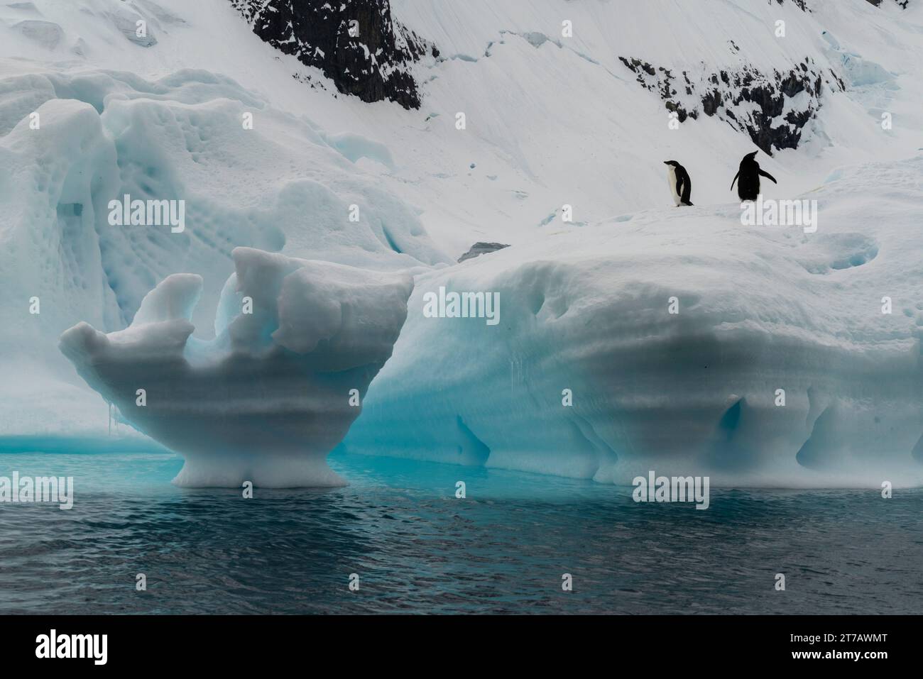 Coppia di pinguini di Adelie (Pygoscelis adeliae) sull'iceberg, Paradise Bay, Antartide. Foto Stock