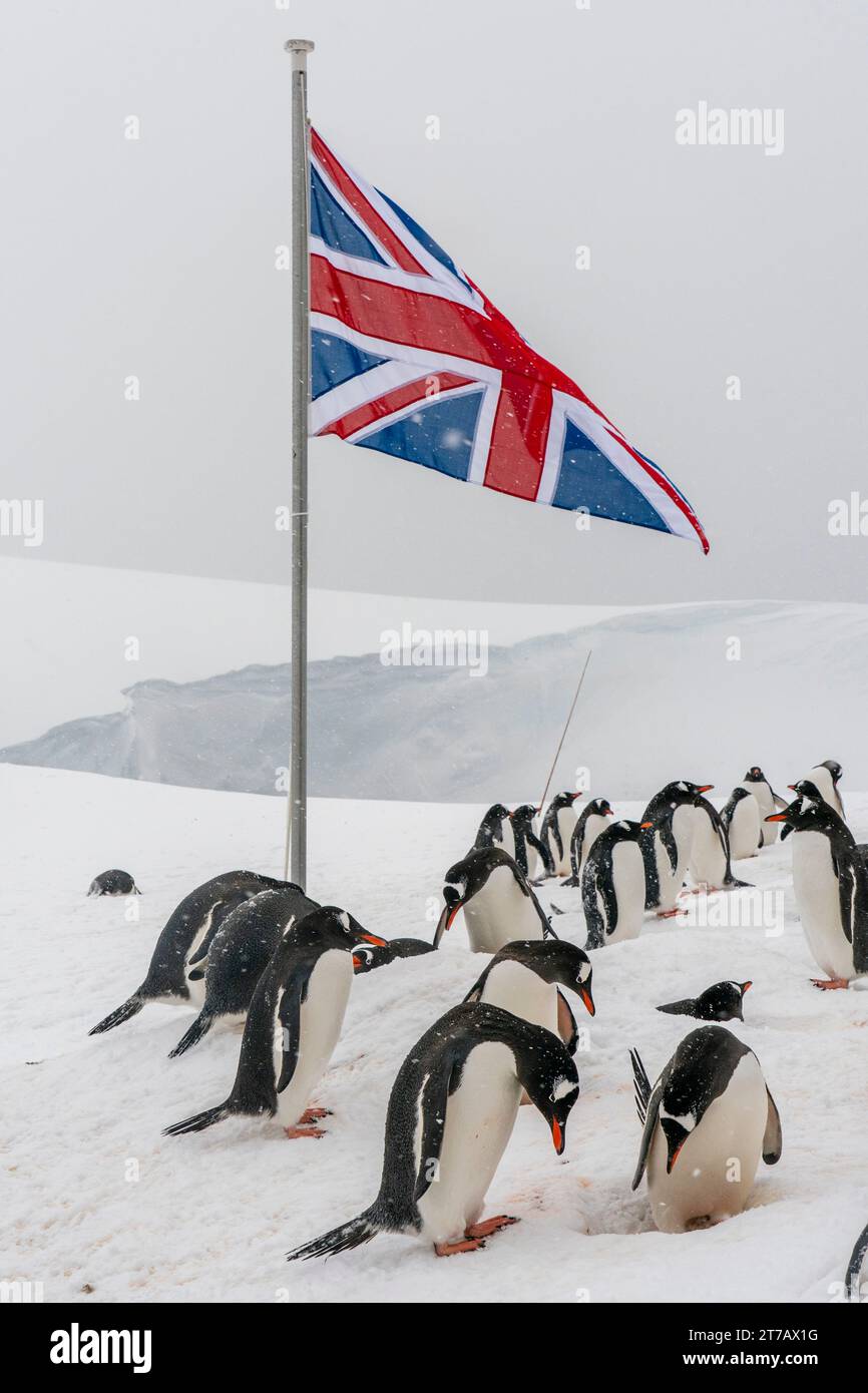 Pinguini di Gentoo (Pygoscelis papua), Port Lockroy British Antarctic base, Wiencke Island, Antartide. Foto Stock