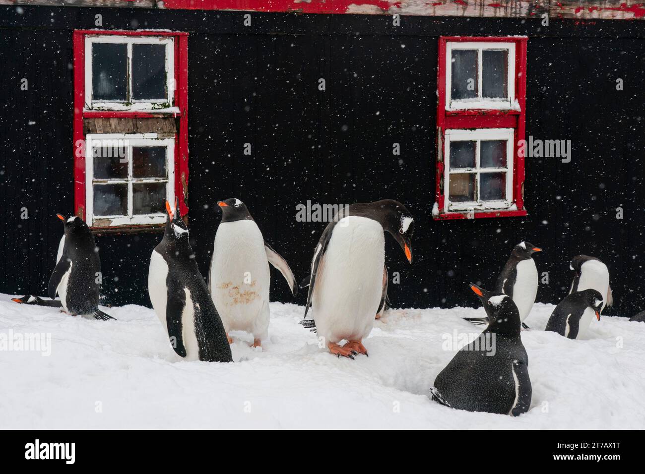 Pinguini di Gentoo (Pygoscelis papua), Port Lockroy British Antarctic base, Wiencke Island, Antartide. Foto Stock