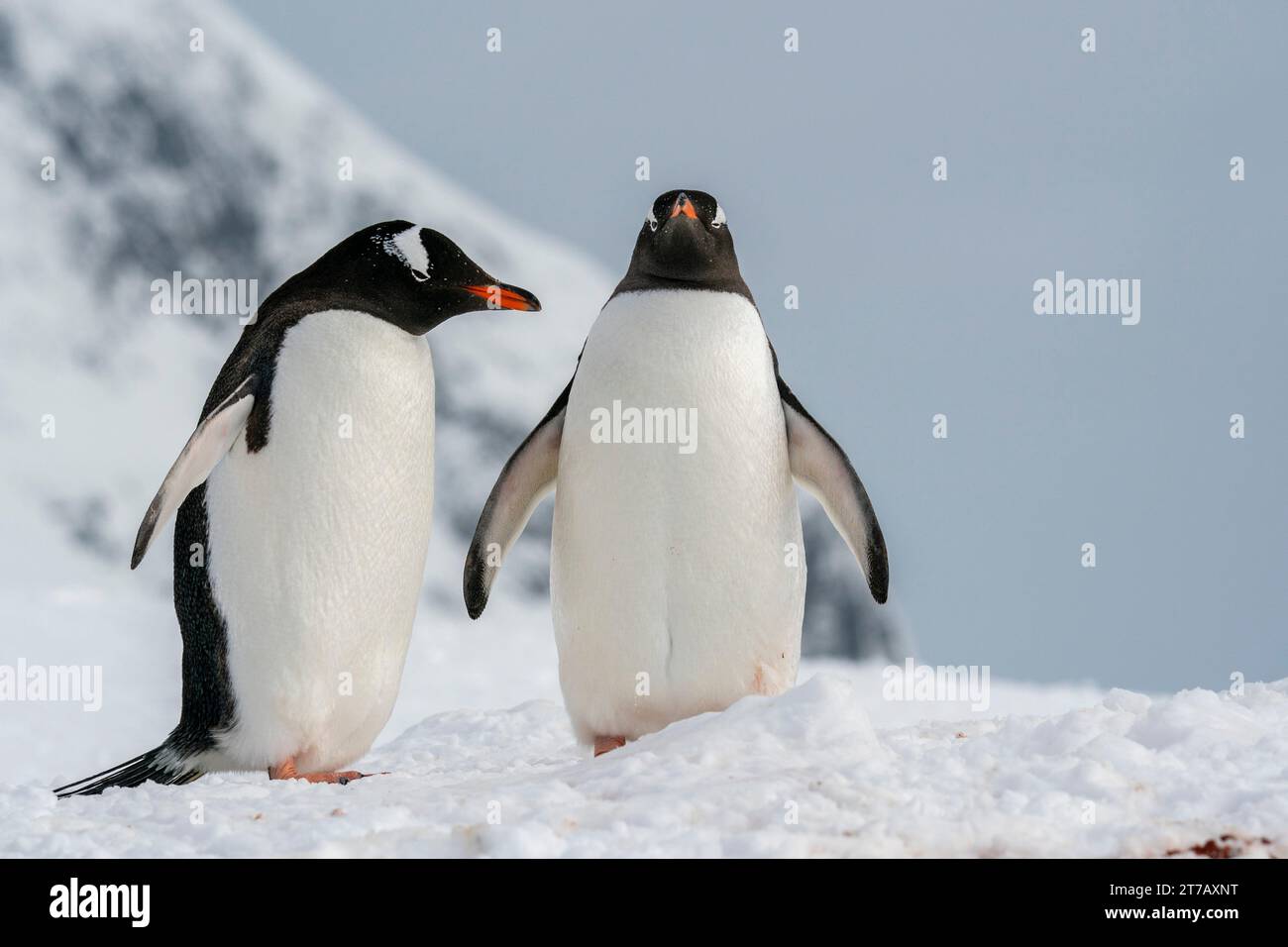 Pinguini Gentoo (Pygoscelis papua), Isola di Petermann, Antartide. Foto Stock