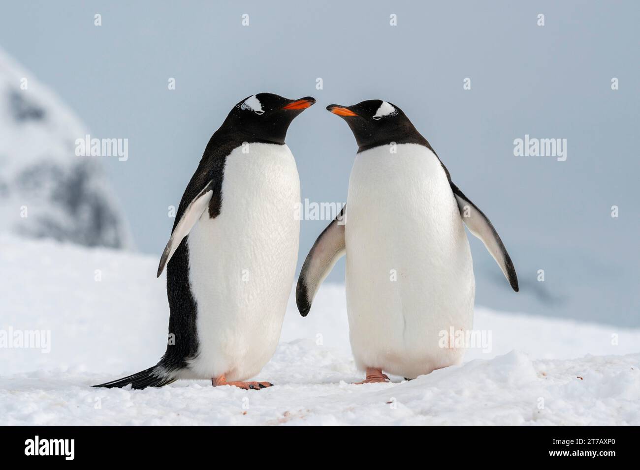 Pinguini Gentoo (Pygoscelis papua), Isola di Petermann, Antartide. Foto Stock