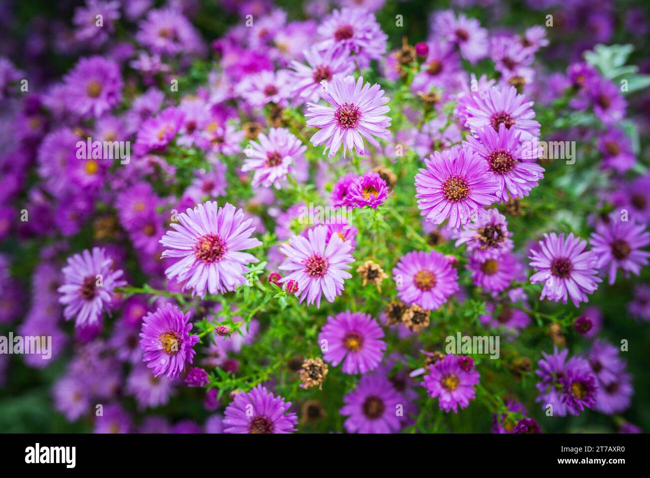 Symphyotrichum novi-belgii, noto anche come New York Aster, è la specie tipo di Symphyotrichum, un genere della famiglia delle Asteraceae la cui specie si trovava su Foto Stock