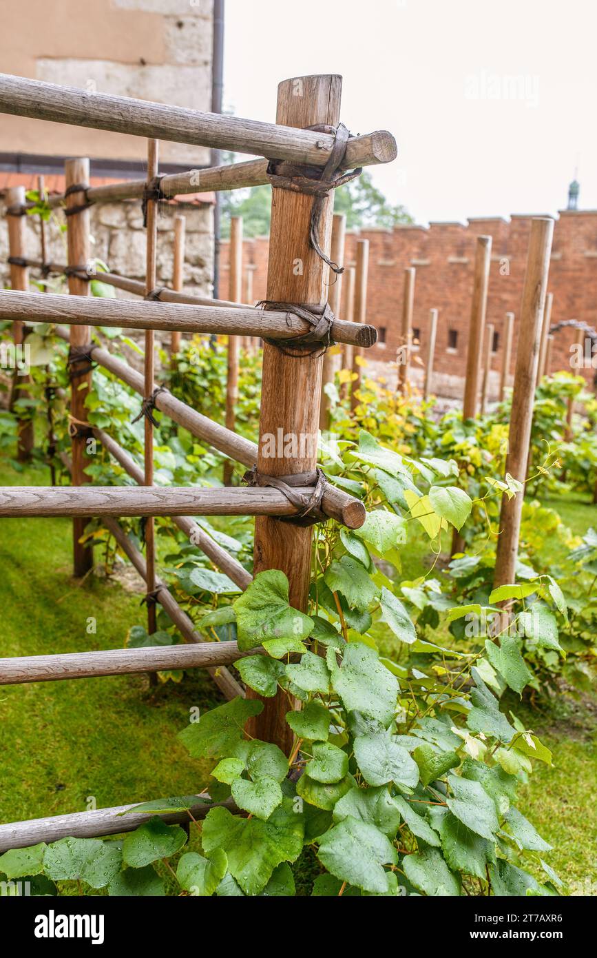 Un vitigno in senso stretto è la vite, ma più in generale può riferirsi a qualsiasi pianta con l'abitudine di crescita di steli o scanditi o corridori. Foto Stock