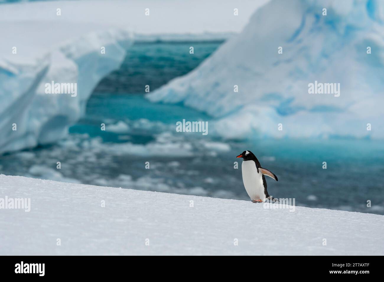 Pinguino Gentoo (Pygoscelis papua), Isola di Petermann, Antartide. Foto Stock