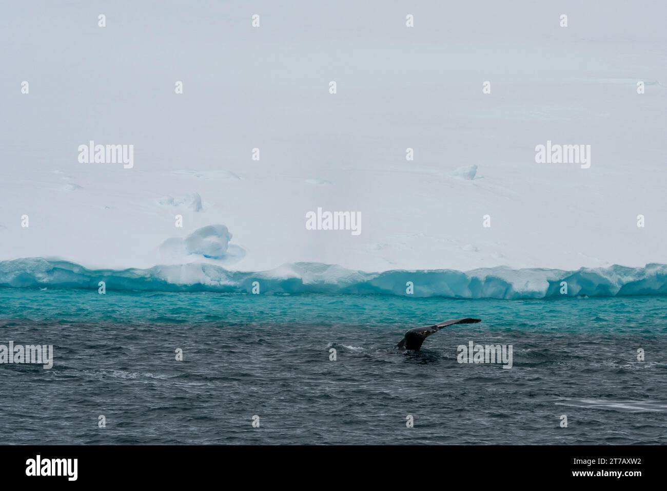 Humpback Whale (Megaptera novaeangliae), di Petermann Island, l'Antartide. Foto Stock