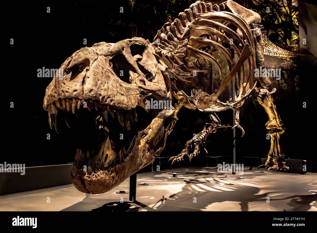 Questa immagine raffigura un'ambientazione museale con un imponente scheletro preistorico di dinosauro, le sue dimensioni sono una testimonianza della sua potenza e magnificenza Foto Stock
